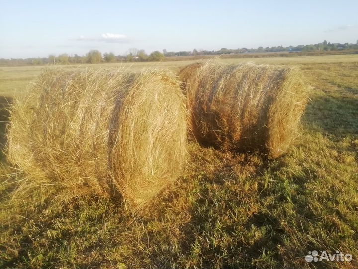 Сено в рулонах