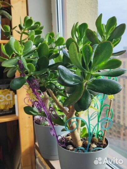 Денежное дерево (толстянка крассула)