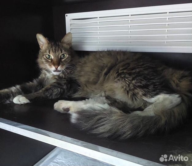 Кот ищет новую семью