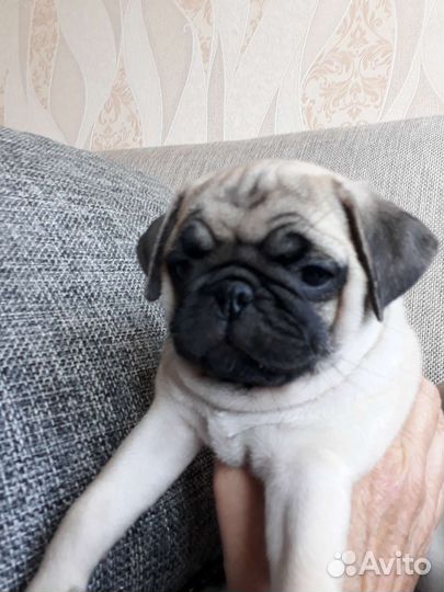 Щенки мопса