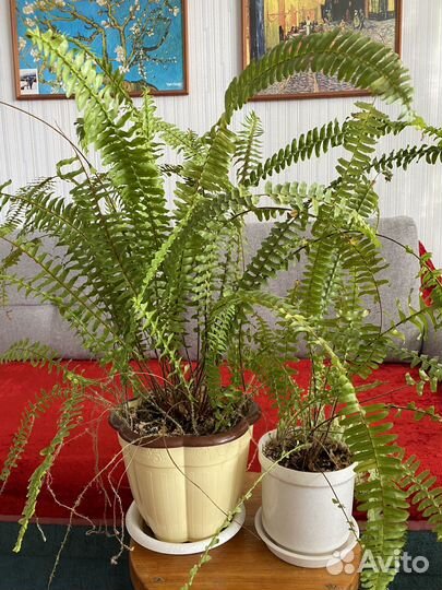 Комнатные растения для дома и офиса