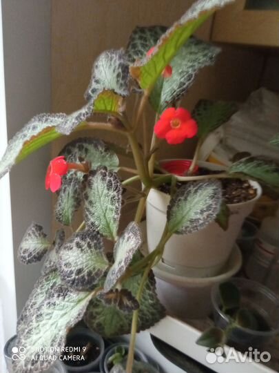 Альсобия, эписции- усы