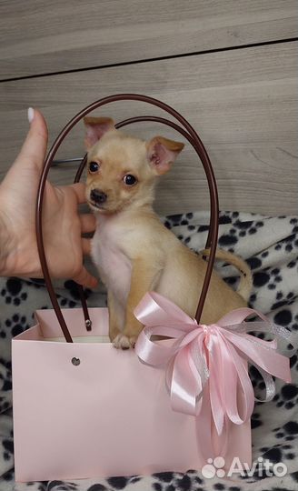 Барби крошка