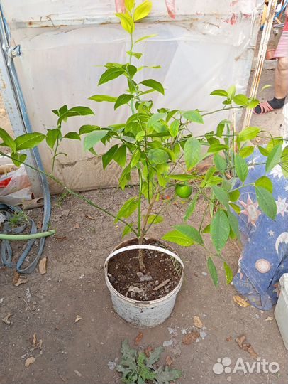 Лимонное дерево