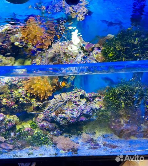 Морской аквариум 115 литров