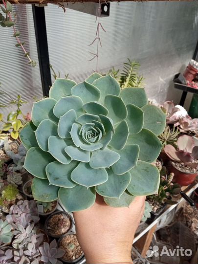Суккуленты пахиверия эхеверия