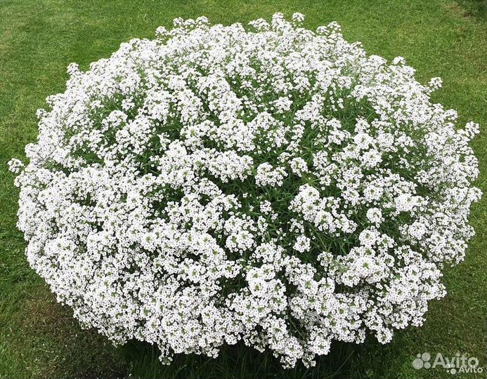 Вегетативные цветы