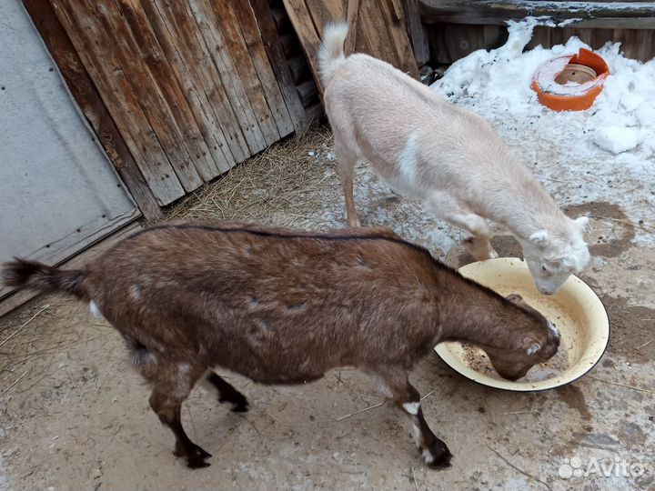 Коза Альпийка 2окот