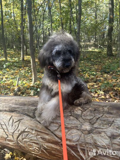 Мальтипу ф 2 (пудель)