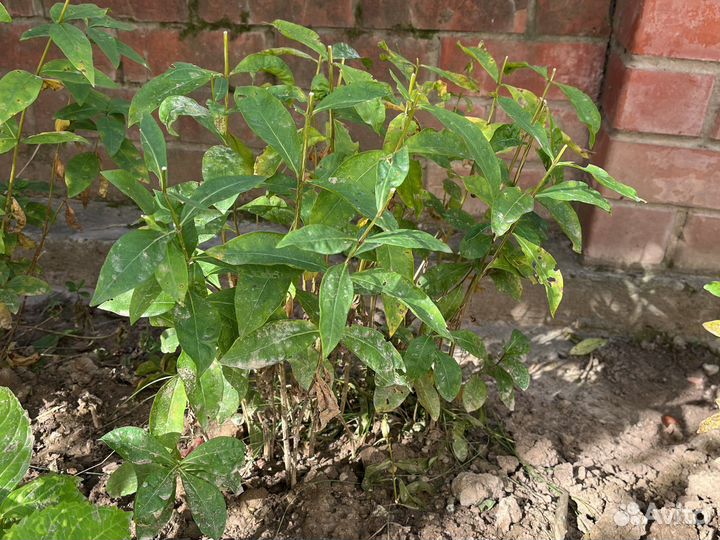 Флоксы белые и сереневые