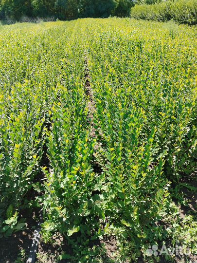 Живая изгородь