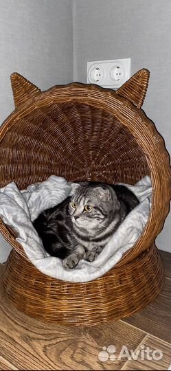 Шотландская