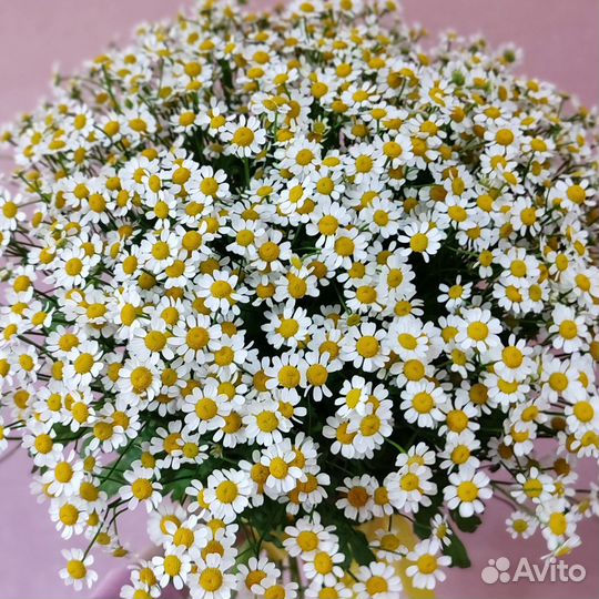 Букет из ромашек 11 шт