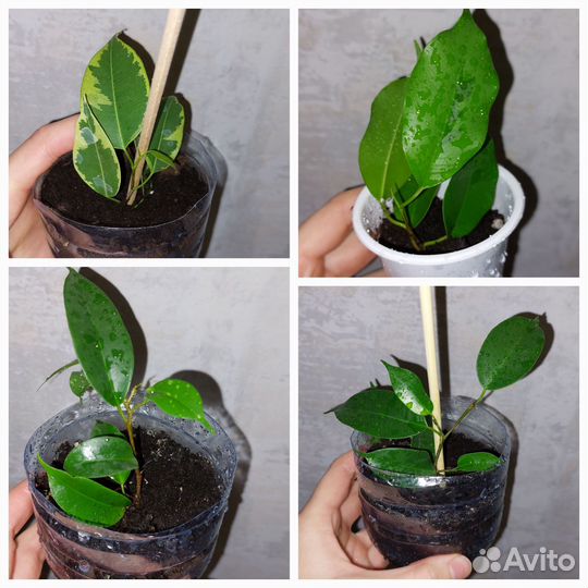 Фикус бенджамина - разные сорта - все по 100