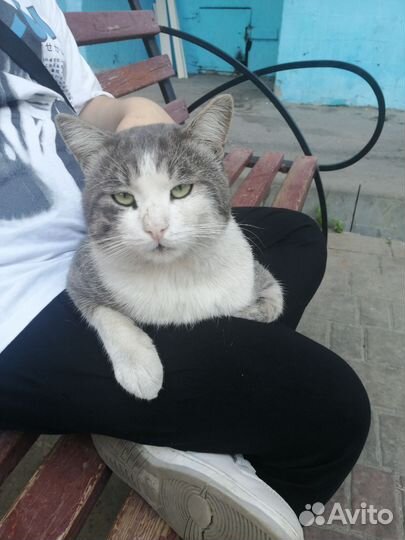 Кошка в дар бесплатно