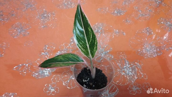 Аглаонема Тайволи