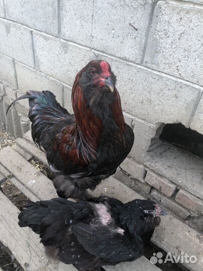 Инкубационное цветное(пасхальное )яйцо