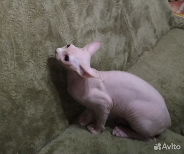 Канадский сфинкс