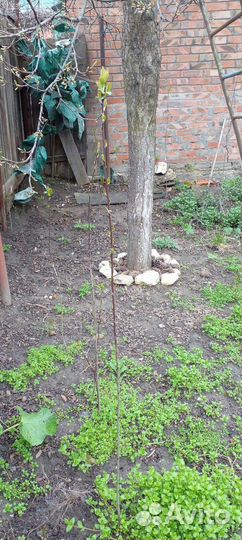 Саженцы сливы