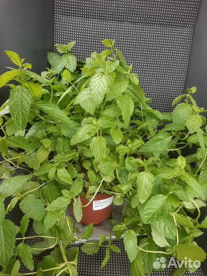 Рассада мяты