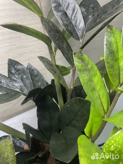 Замиокулькас black raven