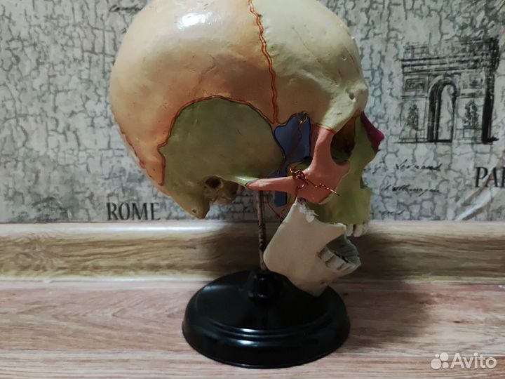 Макет черепа