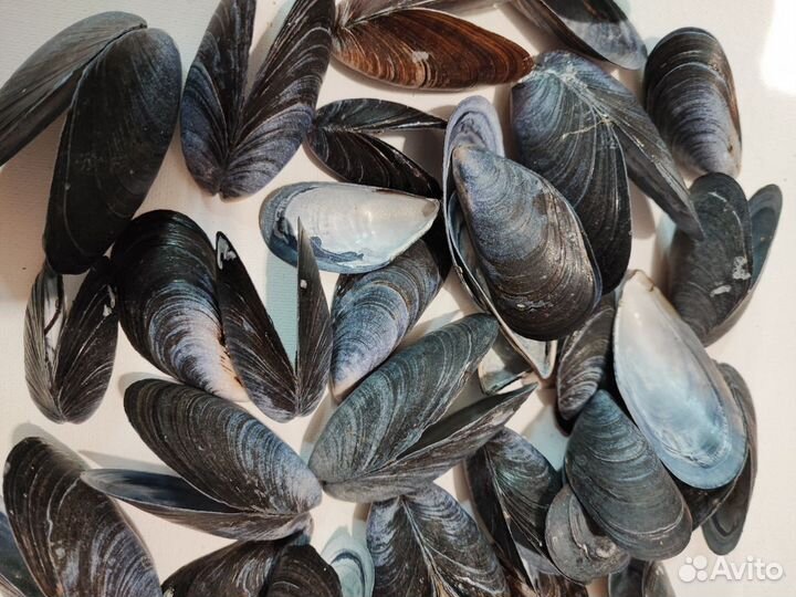 Раковины мидии
