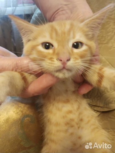 Отдам в добрые руки