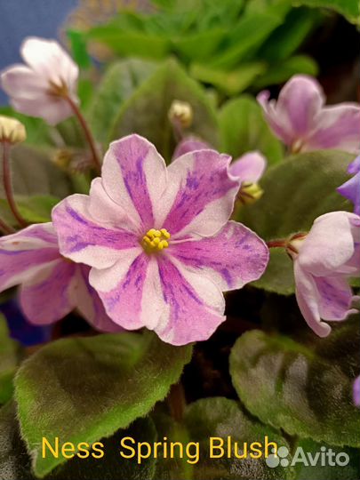 Сортовые фиалки