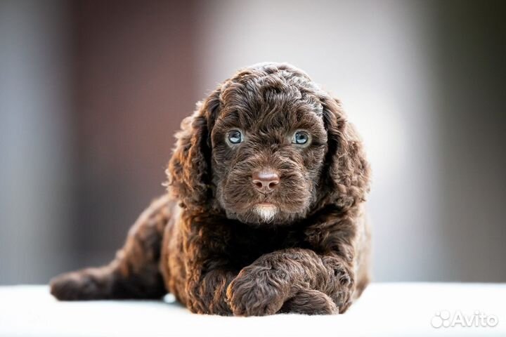 Испанская водяная собака (июль 2023)