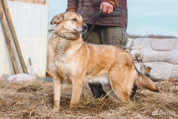 Собака для души