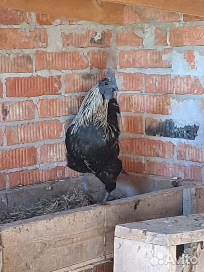 Петух лакеданзи и ухейилюй