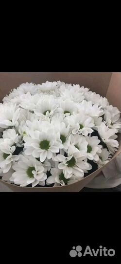 Хризантемы