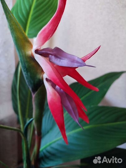 Стрелиция королевская