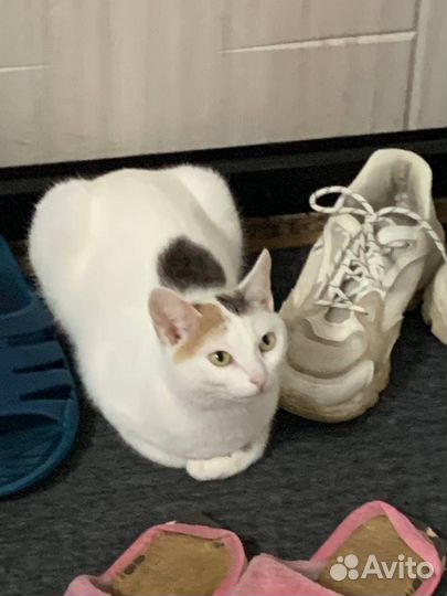 Кошки в добрые руки