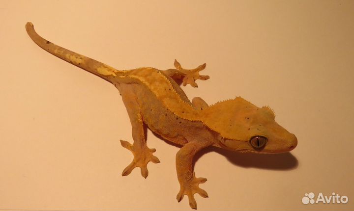 Реснитчатые гекконы-бананоеды