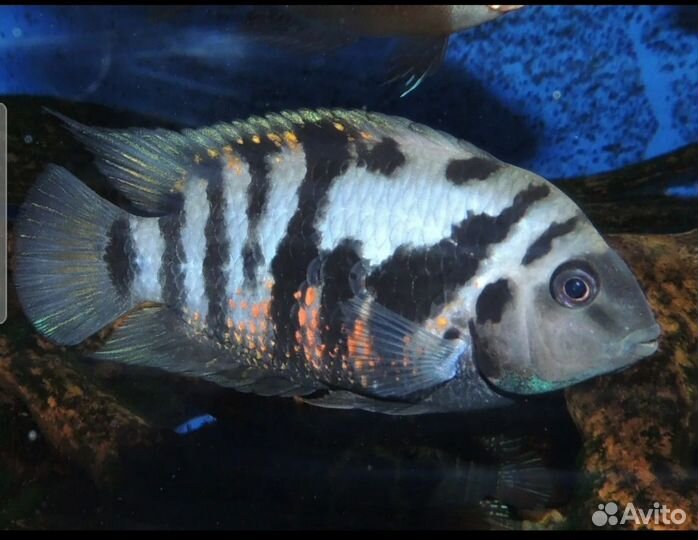 Рыбки цихлиды