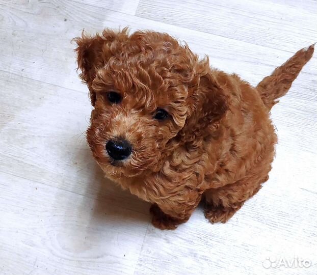 Пудель девочка