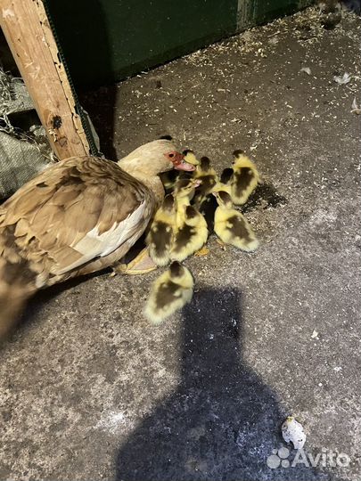 Утка с утятами