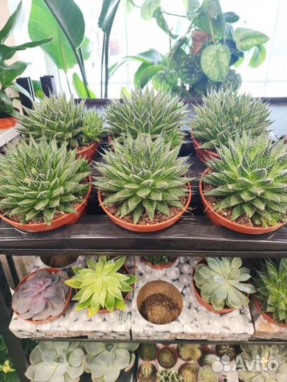Кактусы и суккуленты опт