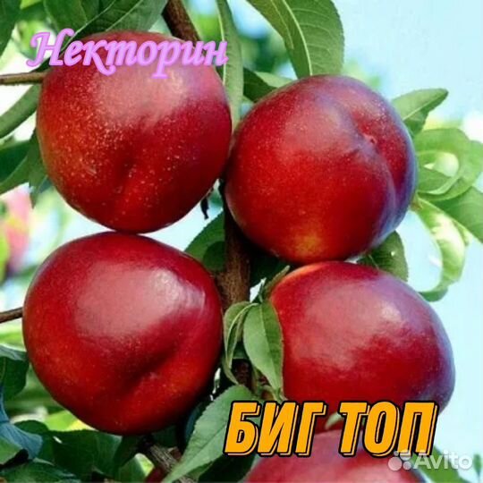 Саженцы персика инжирного и нектарина