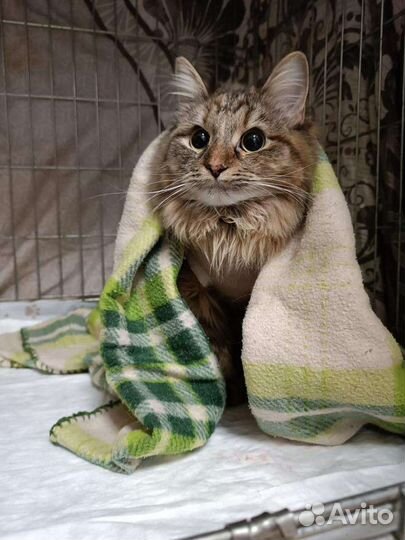 Ветеринарный врач