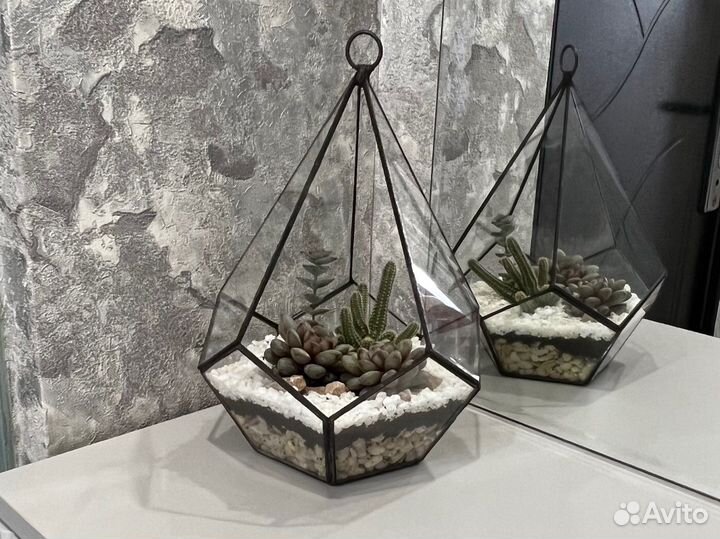 Флорариум с живыми растениями. Подарок. Растения