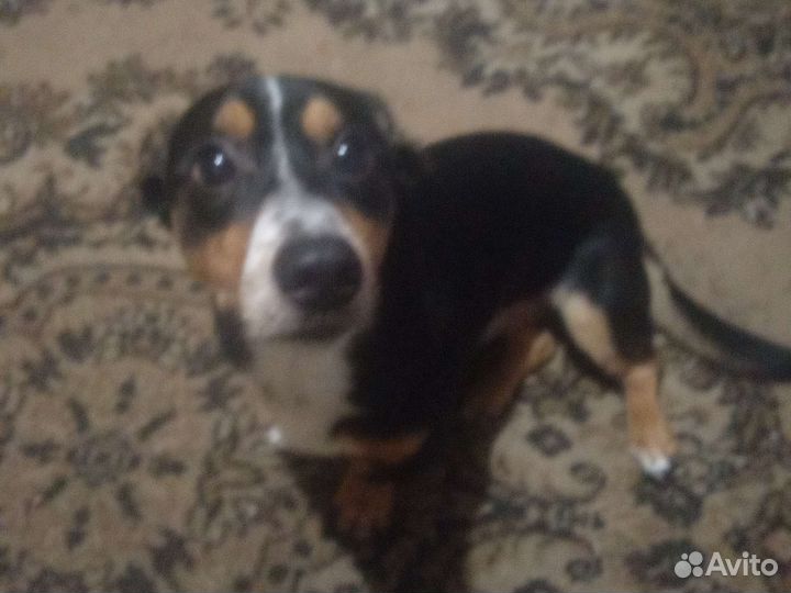 Собака такса пол года джокер