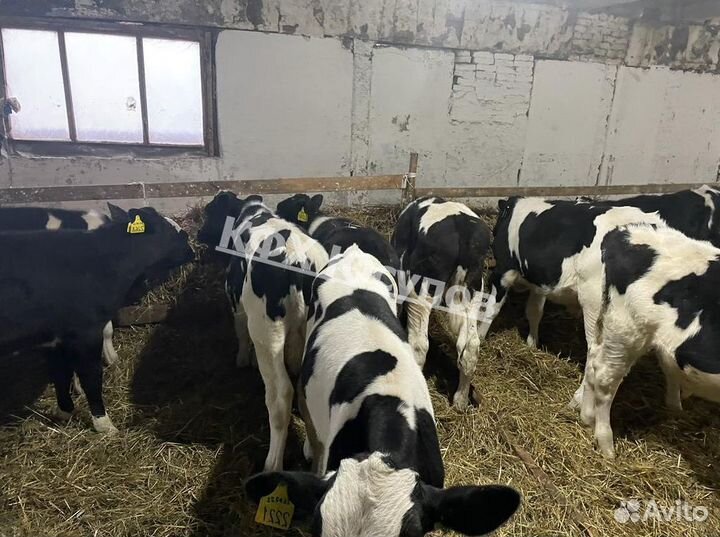 Телята бычки