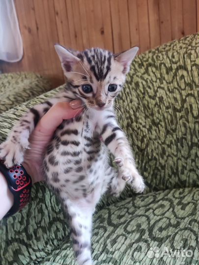 Бенгальские котята
