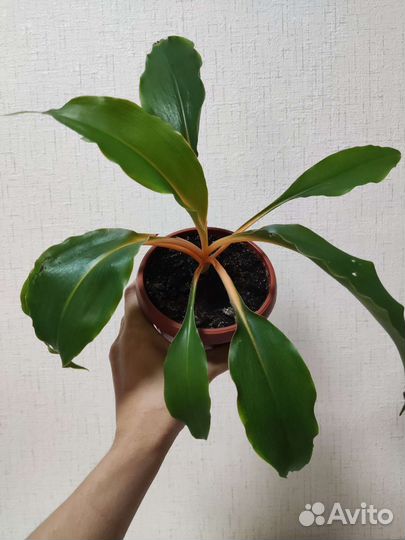 Хлорофитум грин оранж