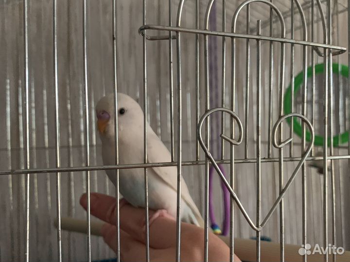 Волнистый попугай с клеткой