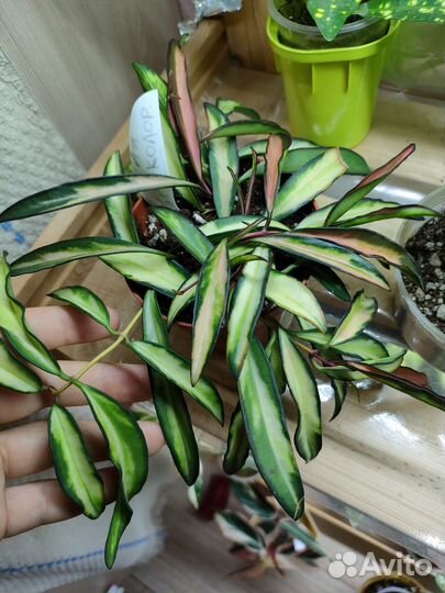 Хойя аглаонема филодендрон