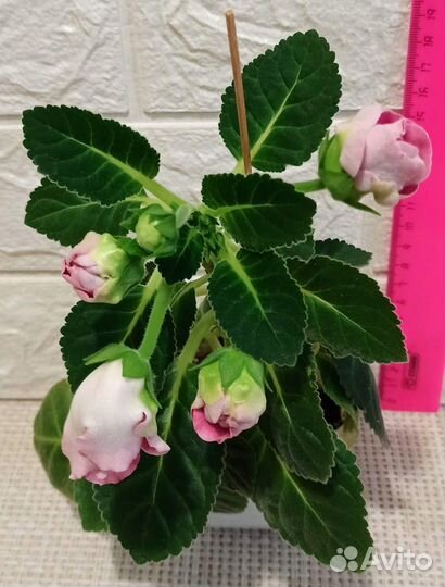 Комнатные растения разные